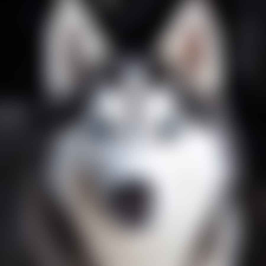 A Siberian Husky looking curiously at the camera