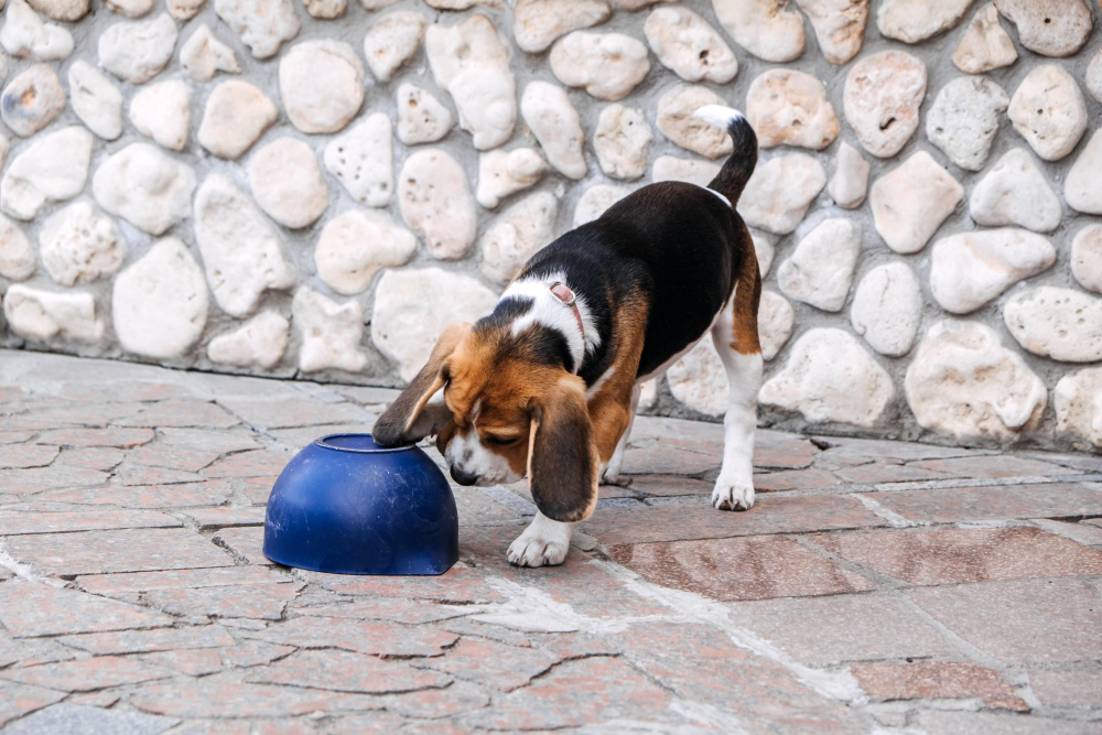 How to Train Your Dog to Fetch: A Step-by-Step Guide for Beginners