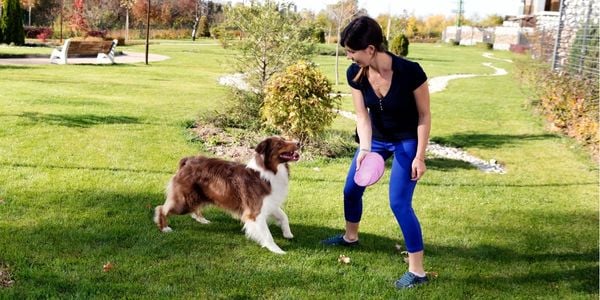 The to Teaching Dogs to Fetch
