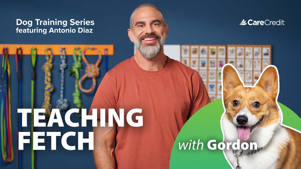 The to Teaching Dogs to Fetch