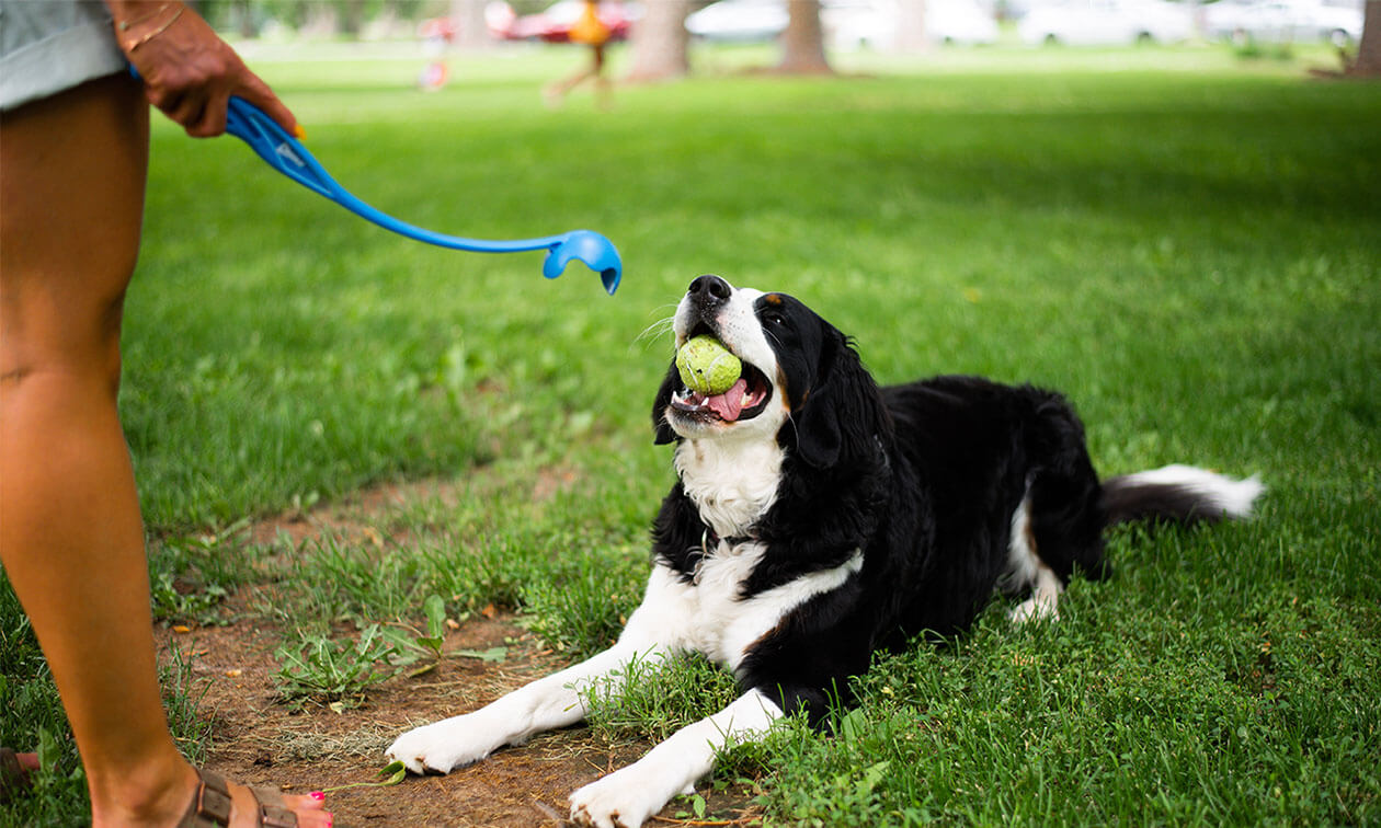 Teaching Dogs to Fetch: Best Machines, Toys, and Training Tips