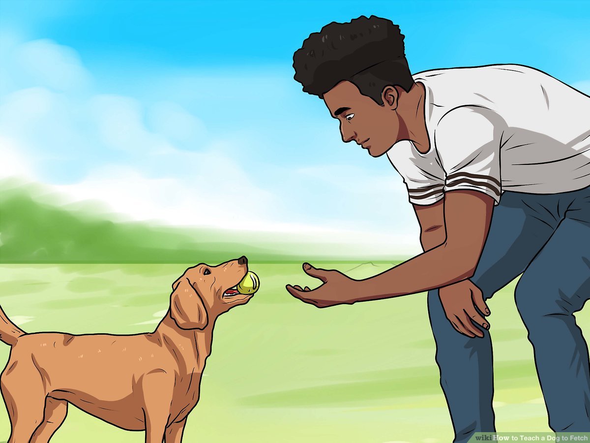 The to Teaching Dogs to Fetch