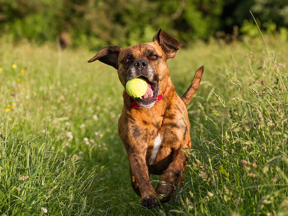 The to Teaching Dogs to Fetch