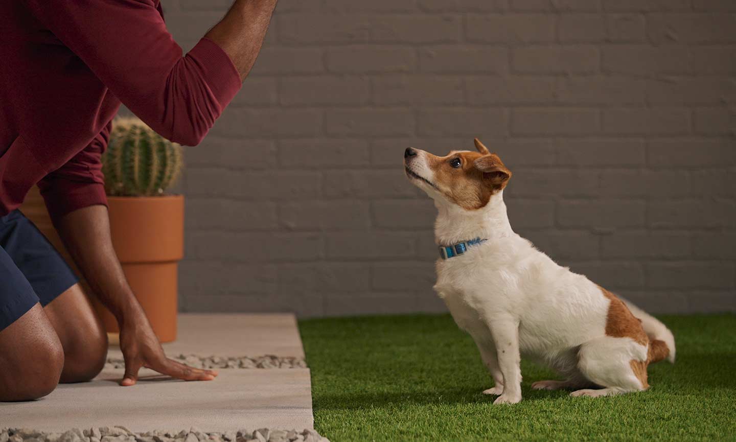 to Teaching Dogs to Fetch