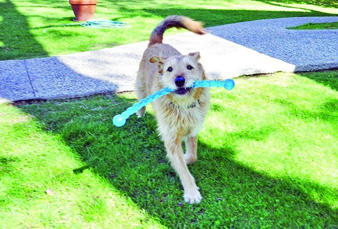 to Teaching Dogs to Fetch