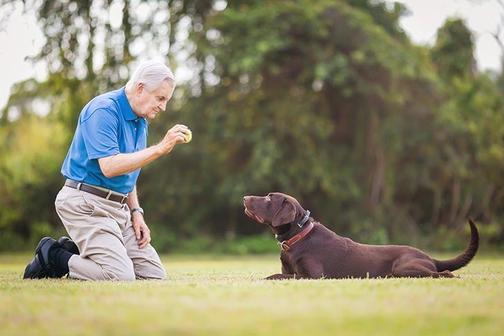 Training Senior Dogs to Fetch in 2026: Expert Guide for Dogs 7+ Years Old