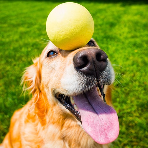 teaching dogs to fetch