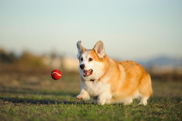 teaching dogs to fetch