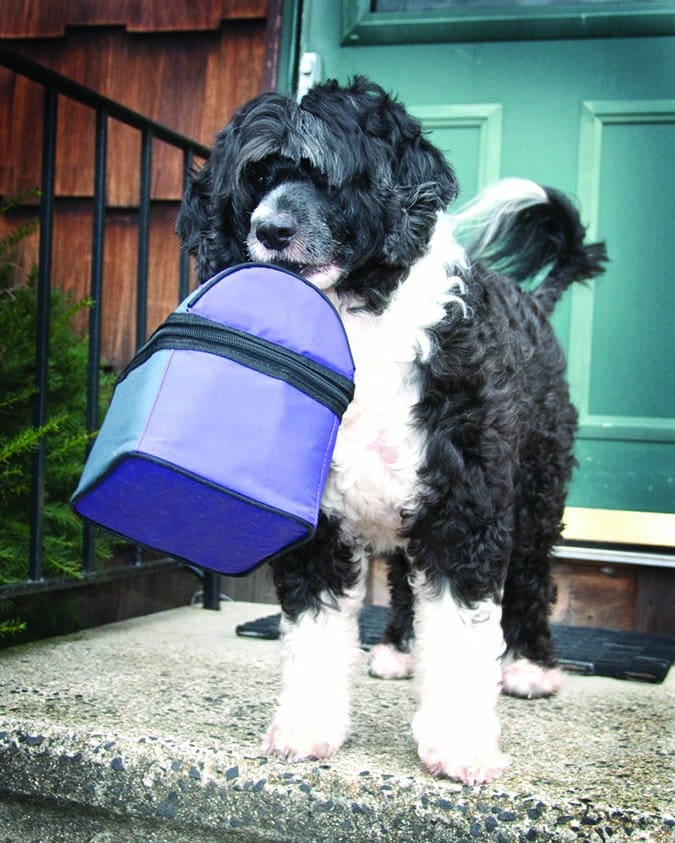 teaching dogs to fetch