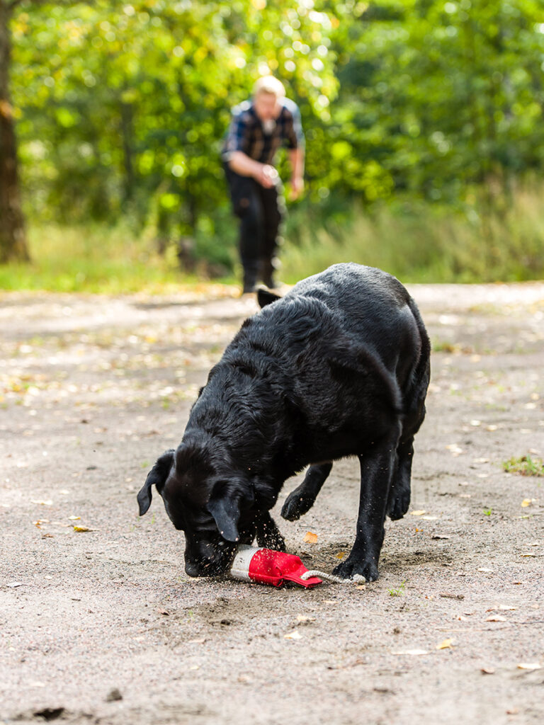 teaching dogs to fetch