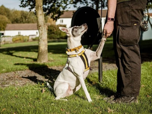 teaching dogs to fetch