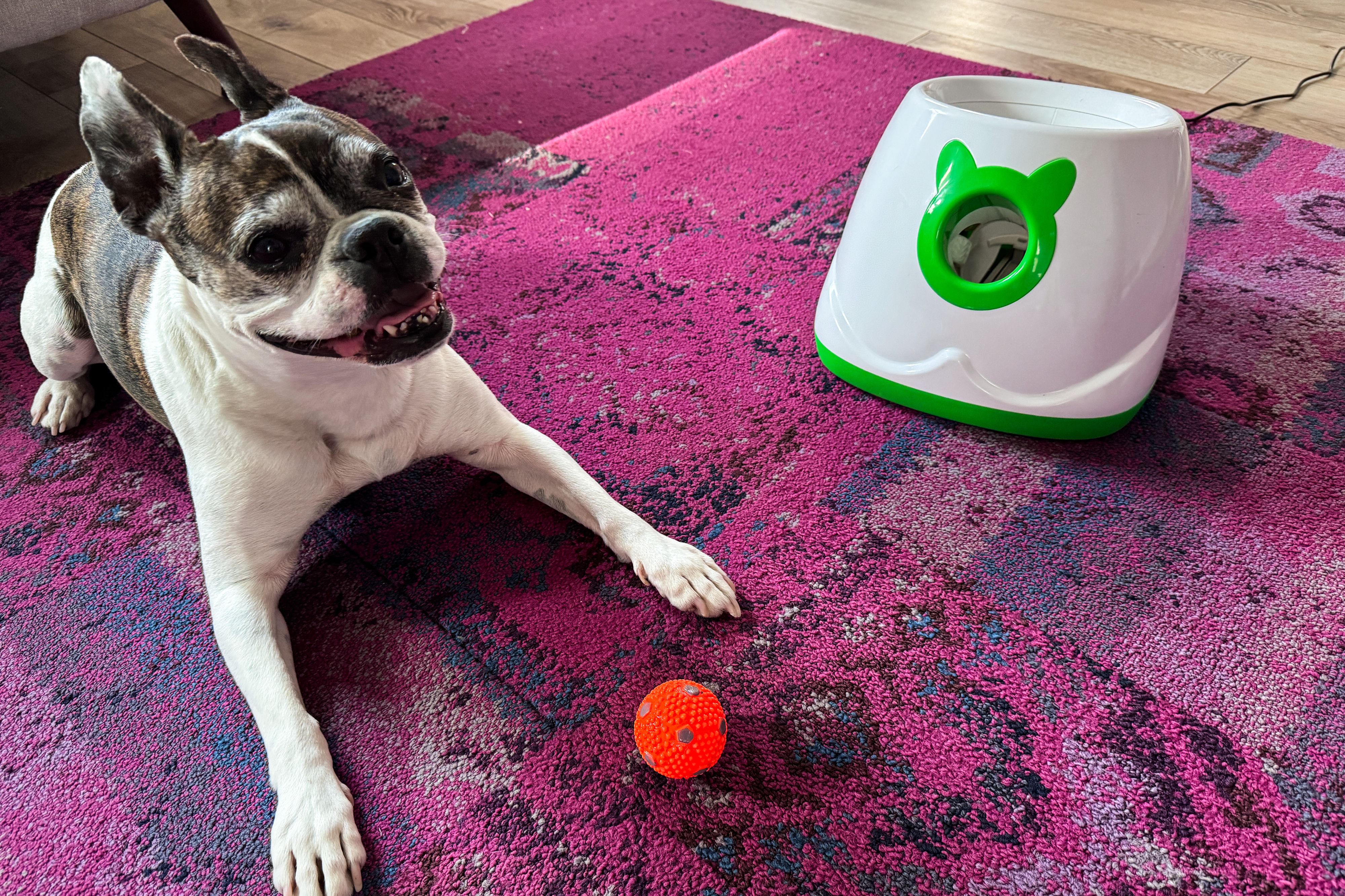 How to Train Your Dog to Fetch: A Step-by-Step Guide