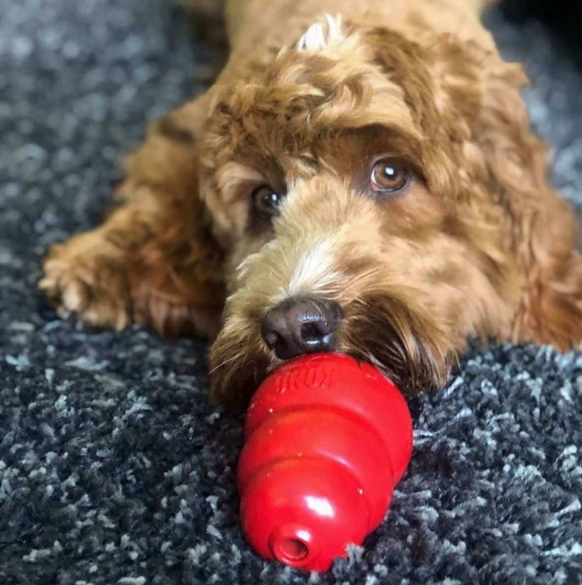 Kong Classic Dog Toy