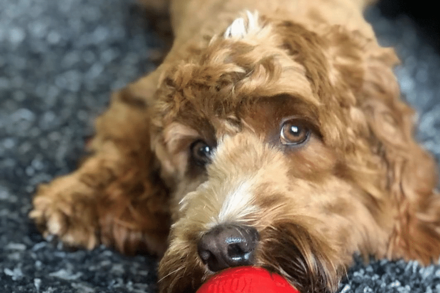 Kong Classic Dog Toy