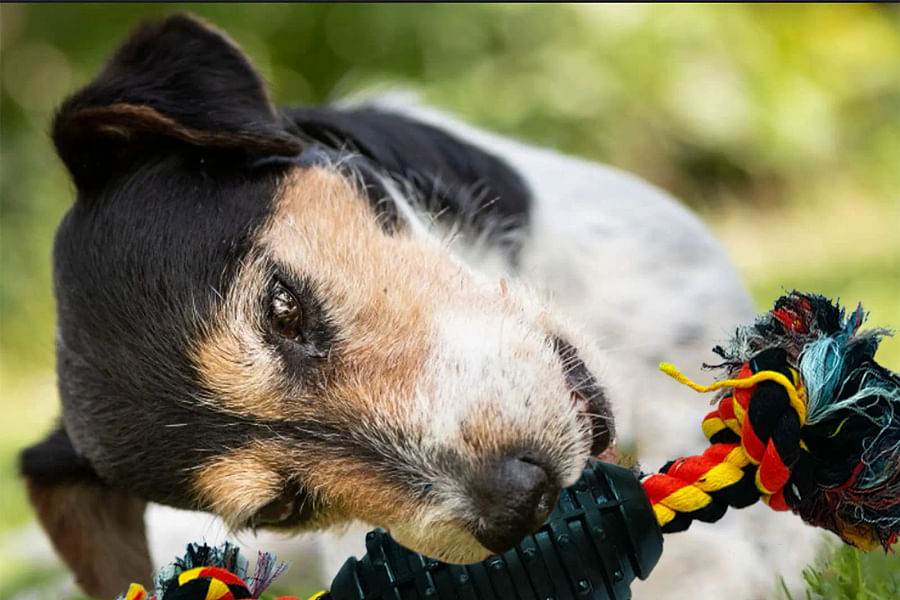 Puppy Teething Rope Toy