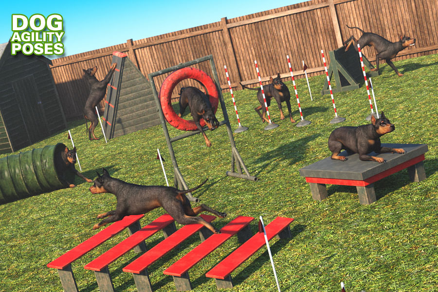 dog agility obstacle course