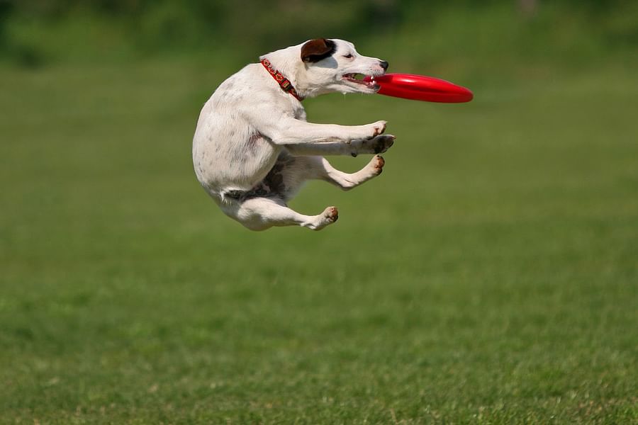 dog catching frisbee
