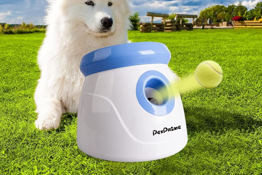 dog fetching multiple balls