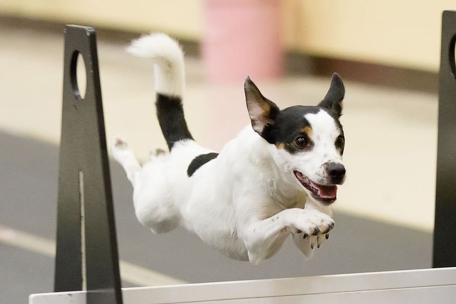 dog relay race