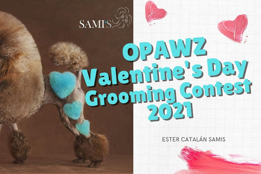 dog spa day gift certificate