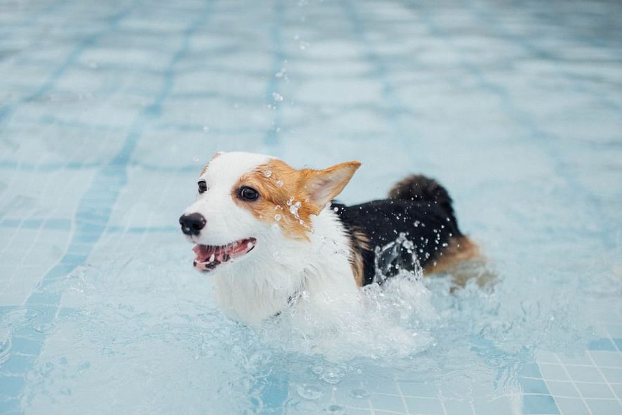 dog swimming fetch