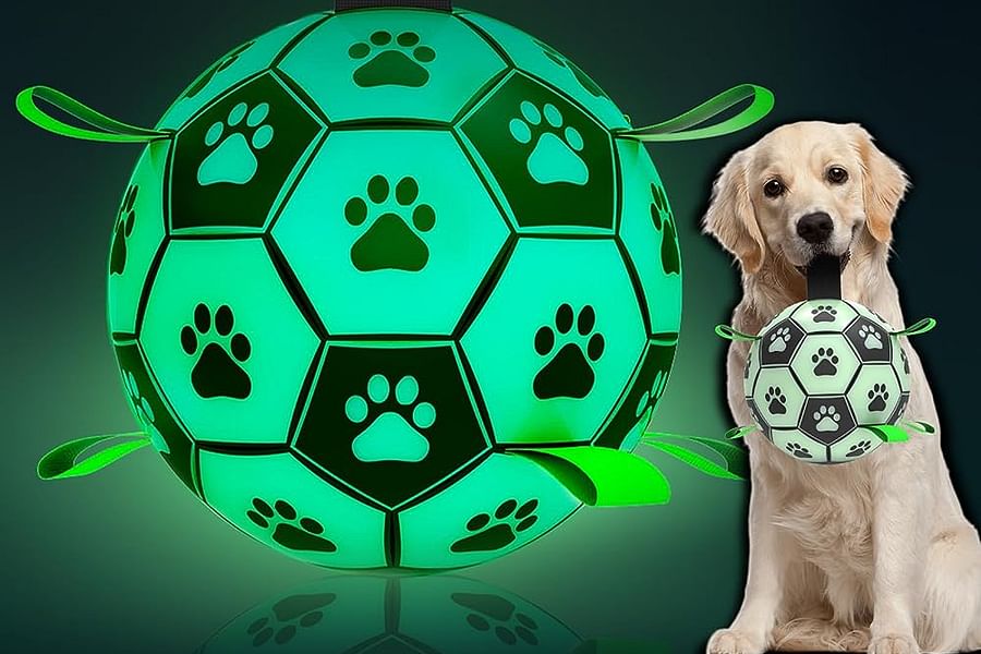 glow in the dark dog fetch