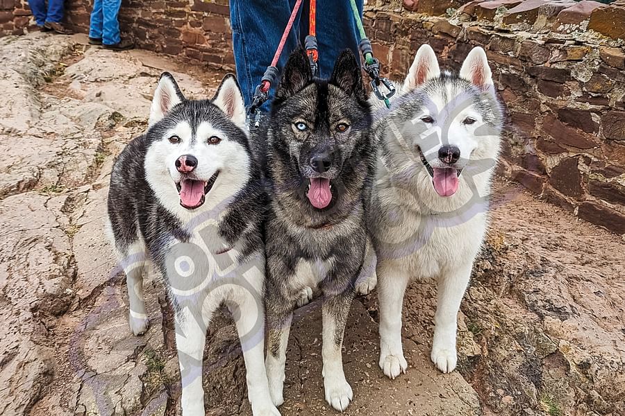 pawtographed dog memorabilia