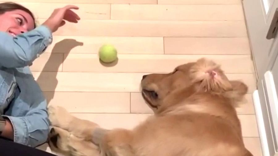 Golden Retriever playing fetch with a dog toy