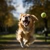 Fetch for Life: How Regular Fetching Exercises Can Enhance Your Dog's Health