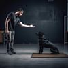 Stay Command 101: The Comprehensive Guide on How to Train a Dog to Stay
