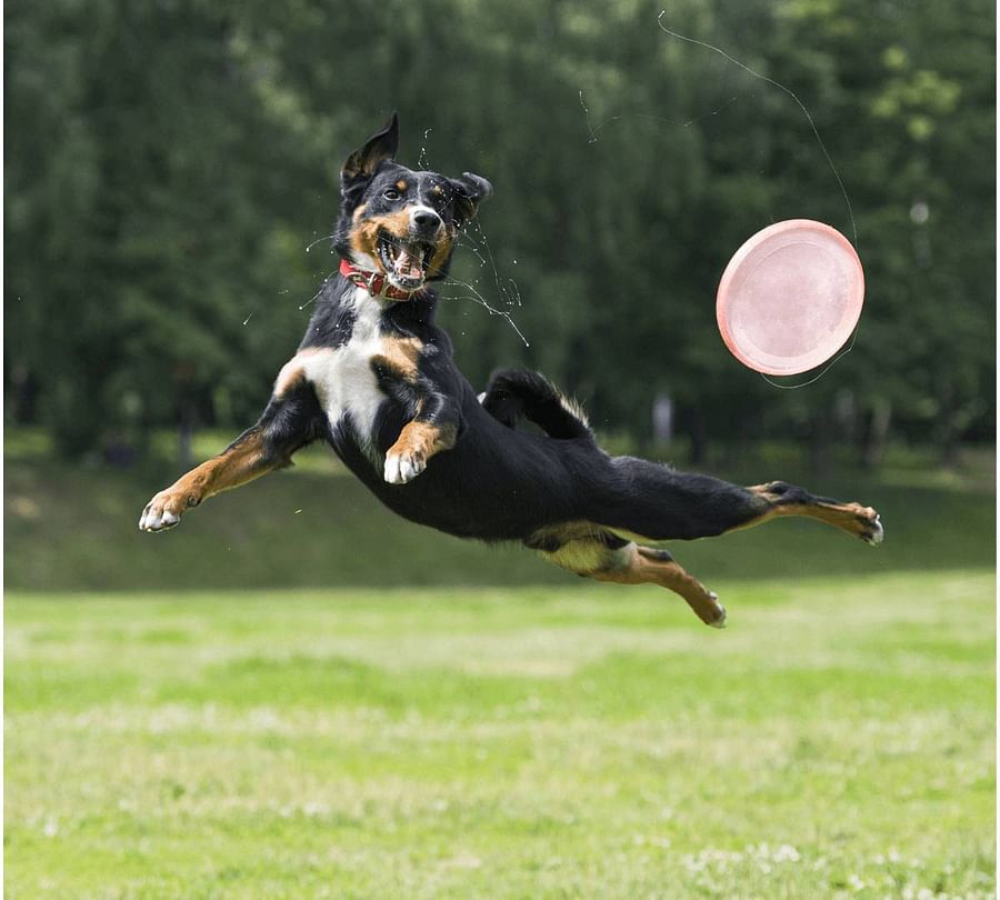 Energetic dog leaping high to catch a frisbee mid-air