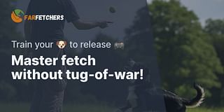 Master fetch without tug-of-war! - Train your 🐶 to release 🎮