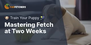 Mastering Fetch at Two Weeks - 🐶 Train Your Puppy 🎾