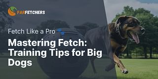Mastering Fetch: Training Tips for Big Dogs - Fetch Like a Pro 🐾