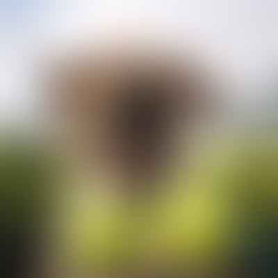 Do Tennis Balls Offer Any Benefits Over Regular Balls for Dogs?