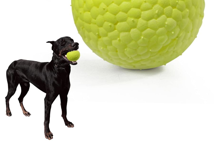 dog fetch balls