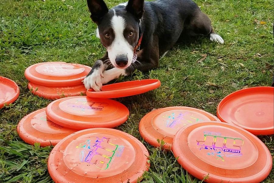 dog frisbees