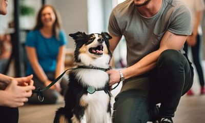 Are Dog Training Classes Worth the Investment?