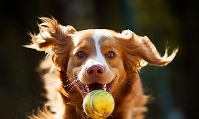 Do dogs understand the concept of fetch?