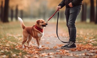 How can I train my dog not to pull on the leash?