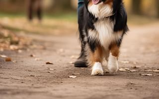 How can I train my older dog to stop pulling on the leash?
