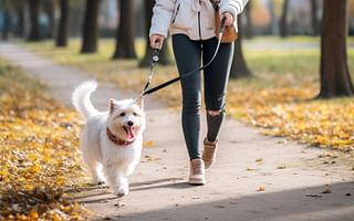 How can you train your dog to walk with a loose leash?