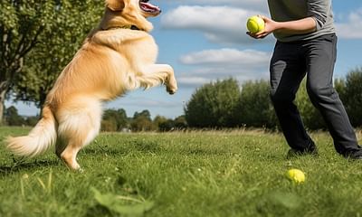 Is forced fetch training for dogs considered abusive, and if so, why?