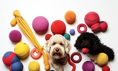 What are some durable dog toys that last a long time?