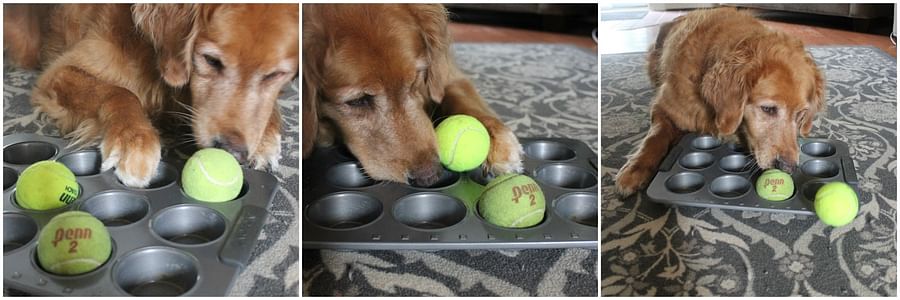 Muffin tin puzzle game for dogs with tennis balls and treats