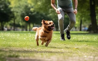 What are the advantages of using a dog fetch machine in training?