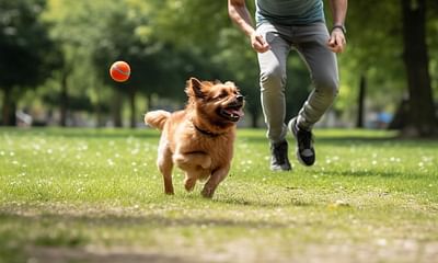 What are the advantages of using a dog fetch machine in training?