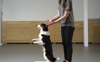 What is Nepopo dog training?