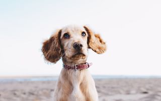 🐶 Dog Fetch Command Training Quiz 🎾