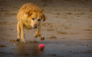 🐶 Fetch it Right: Understanding Dog Fetch Machines 🎾